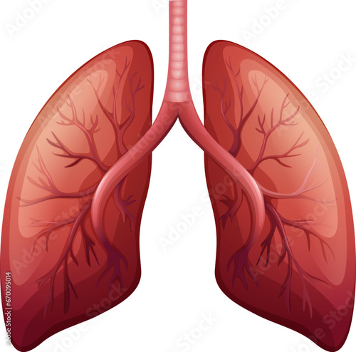 human heart anatomy model