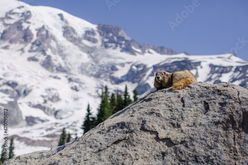 Marmot Resting on a Rock
