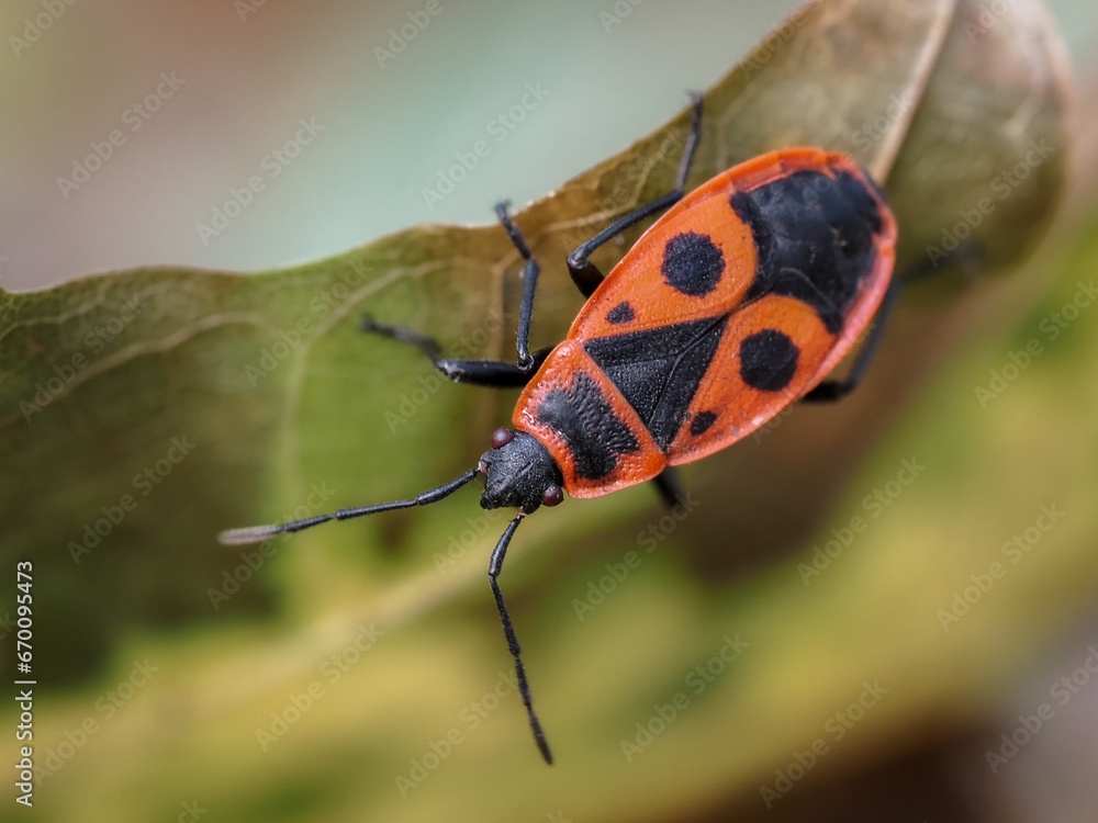 Wingless blacksmith, two-spotted blacksmith Pyrrhocoris apterus, commonly called - a species of bug from the family Pyrrhocoridae, common in Poland Wingless blacksmith, two-spotted blacksmith Pyrrhocoris apterus, commonly called - a species of bug from the family Pyrrhocoridae, common in Poland