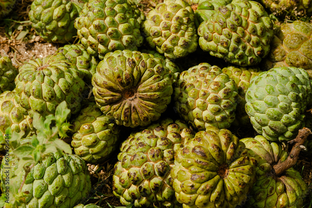 Custard apple Custard apple