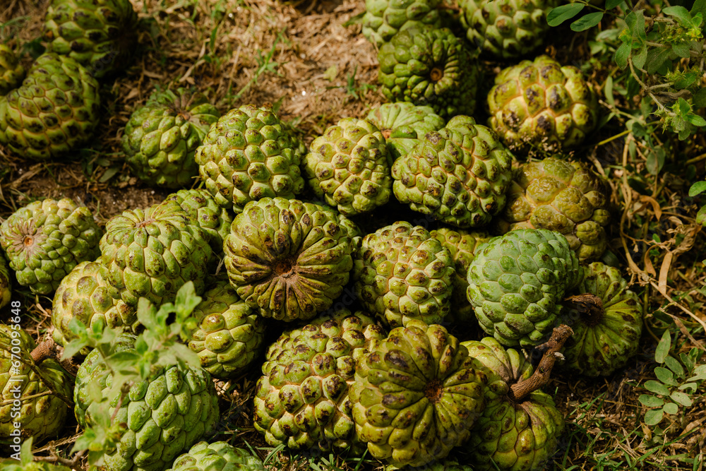 Custard apple Custard apple