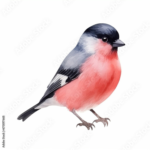 Red robin bullfinch bird watercolor paint for Christmas card decor on white . Generated AI © Oleksiy
