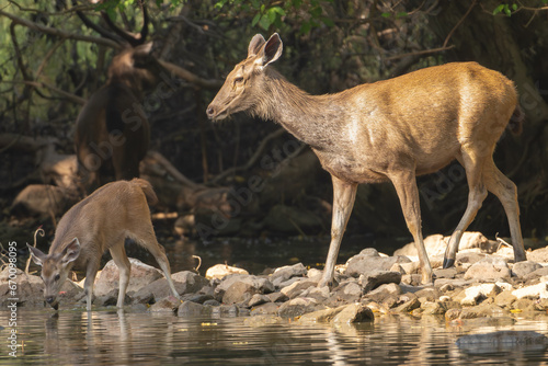 Sambars - Rusa unicolor mother with goatling standing in water and drinking with dark background. Photo from Ranthambore National Park, Rajasthan, India.