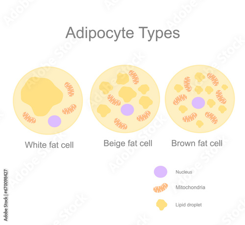 The type of fat cell or adipocyte (adipose cell) : White, Beige and Brown cells that shows different component, including Nucleus, Mitochondria and lipid droplet.