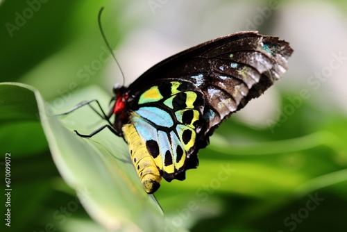 butterfly on leaf © Ka