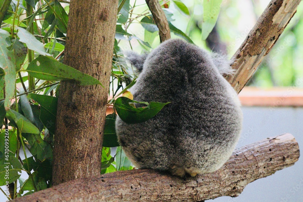 Obraz premium koala in tree