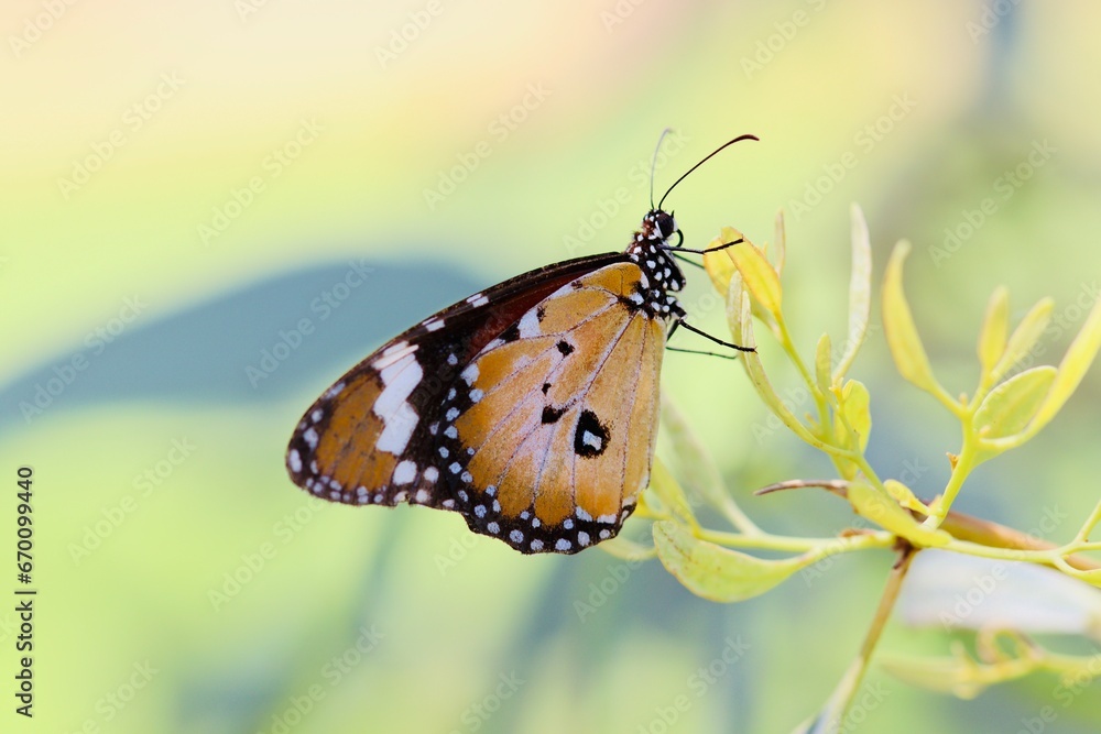 Obraz premium butterfly on a flower