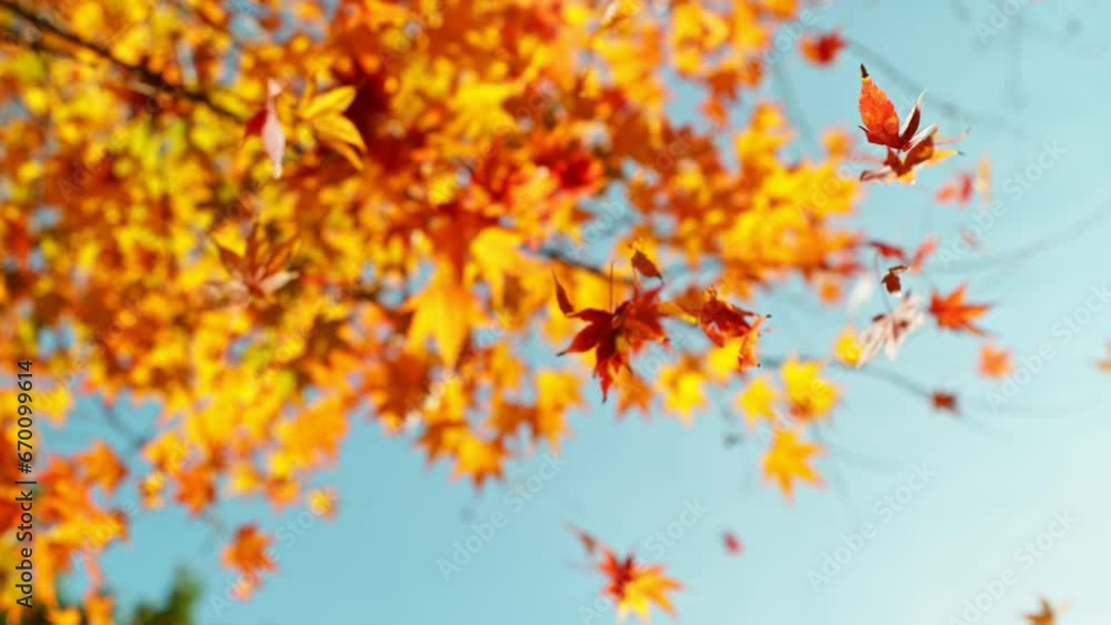 Super Slow Motion of Falling Autumn Maple Leaves against Blue Sky. Filmed on High Speed Cinema Camera, 1000 fps. Super Slow Motion of Falling Autumn Maple Leaves against Blue Sky. Filmed on High Speed Cinema Camera, 1000 fps.