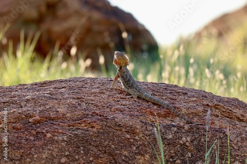 Central bearded dragon