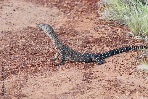 lizard on the ground