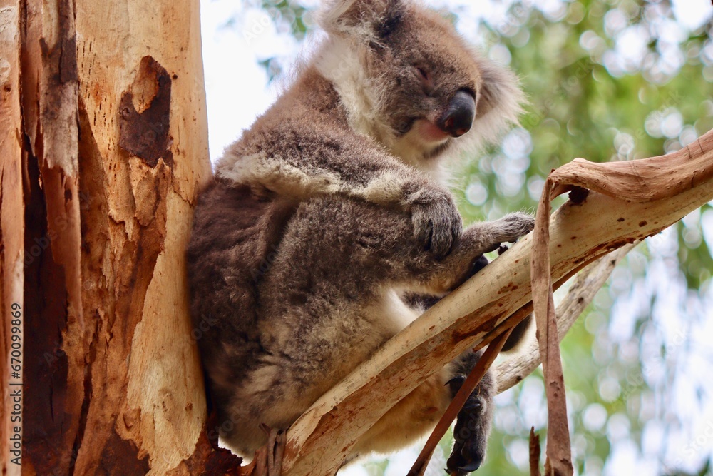 Obraz premium koala sleeping on a tree