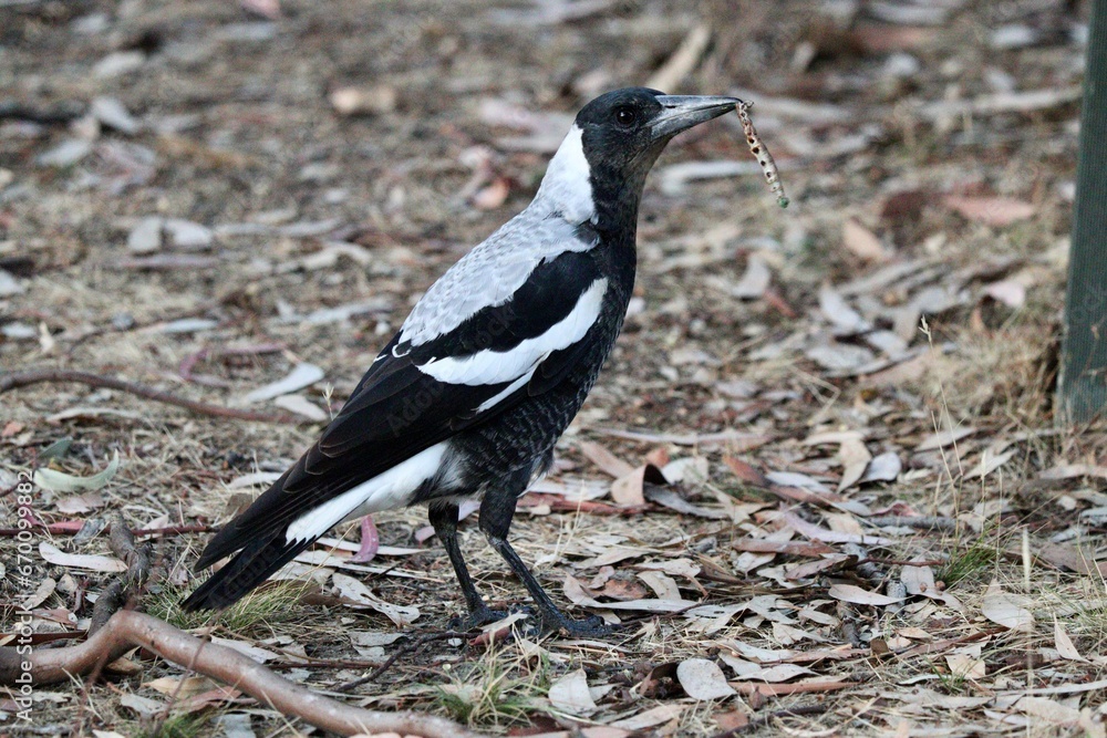 Obraz premium crow on the ground