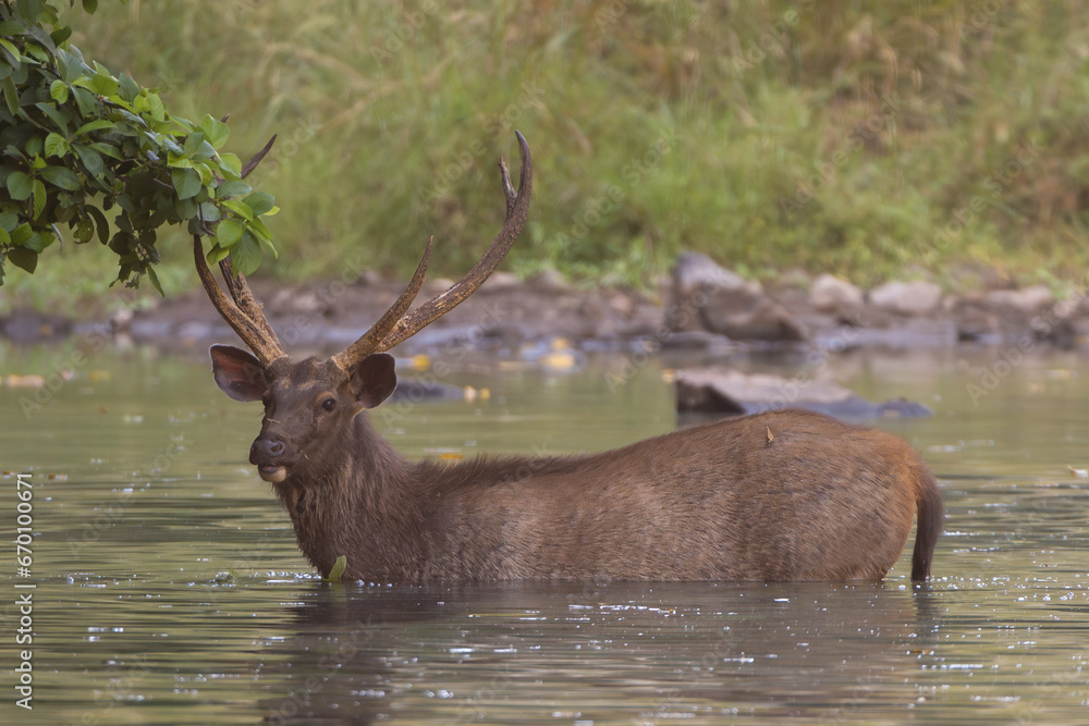 Sambar - Rusa unicolor buck standing in water with water and green vegeation in background. Photo from Ranthambore National Park, Rajasthan, India. Sambar - Rusa unicolor buck standing in water with water and green vegeation in background. Photo from Ranthambore National Park, Rajasthan, India.
