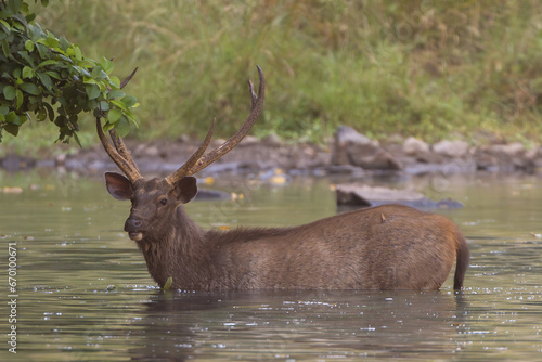 Sambar - Rusa unicolor buck standing in water with water and green vegeation in background. Photo from Ranthambore National Park  Rajasthan  India.