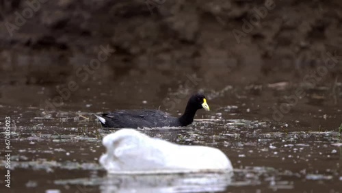 A plastic bottle polluting a river next to a White-winged Coot (Fulica leucoptera) feeding in the water. Taken at water level. photo