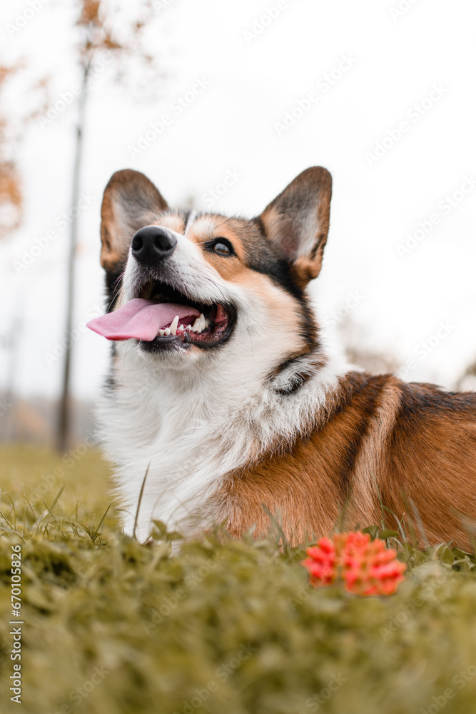 A corgi plays with a ball in the fall at the park