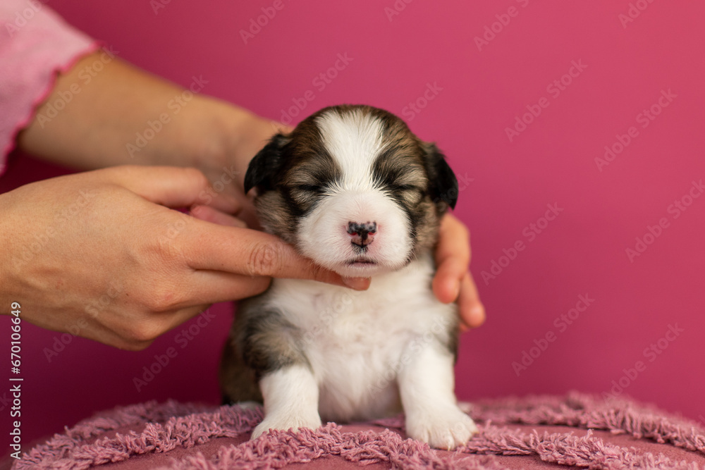 Cute one week old welsh corgi puppy on a pink background Cute one week old welsh corgi puppy on a pink background