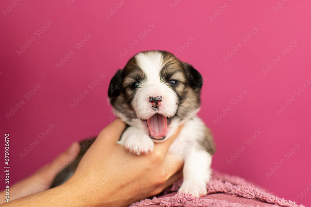 Cute one week old welsh corgi puppy on a pink background Cute one week old welsh corgi puppy on a pink background