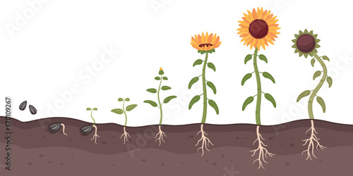 Sunflower growth process. Cartoon oilseed culture. Development and maturation stages. Farm plant life cycle. Seed germination. Flower growing. Sprout cultivation. Recent vector concept