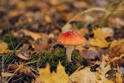 Fly mushroom in the fall forest among orange leaves