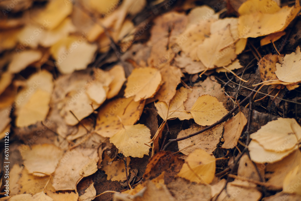 Golden Autumn Foliage