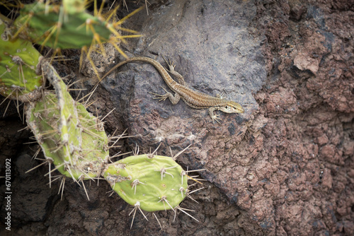 Lucertola su roccia del deserto con cactus