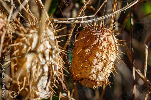 Dry yellowed fruits of the Echinocystis lobata plant photo