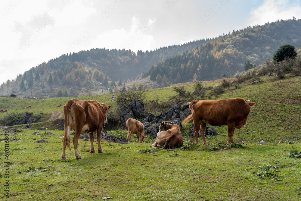 Cow farms in a mountain nature. Mountain cow pasture in high attitude.
