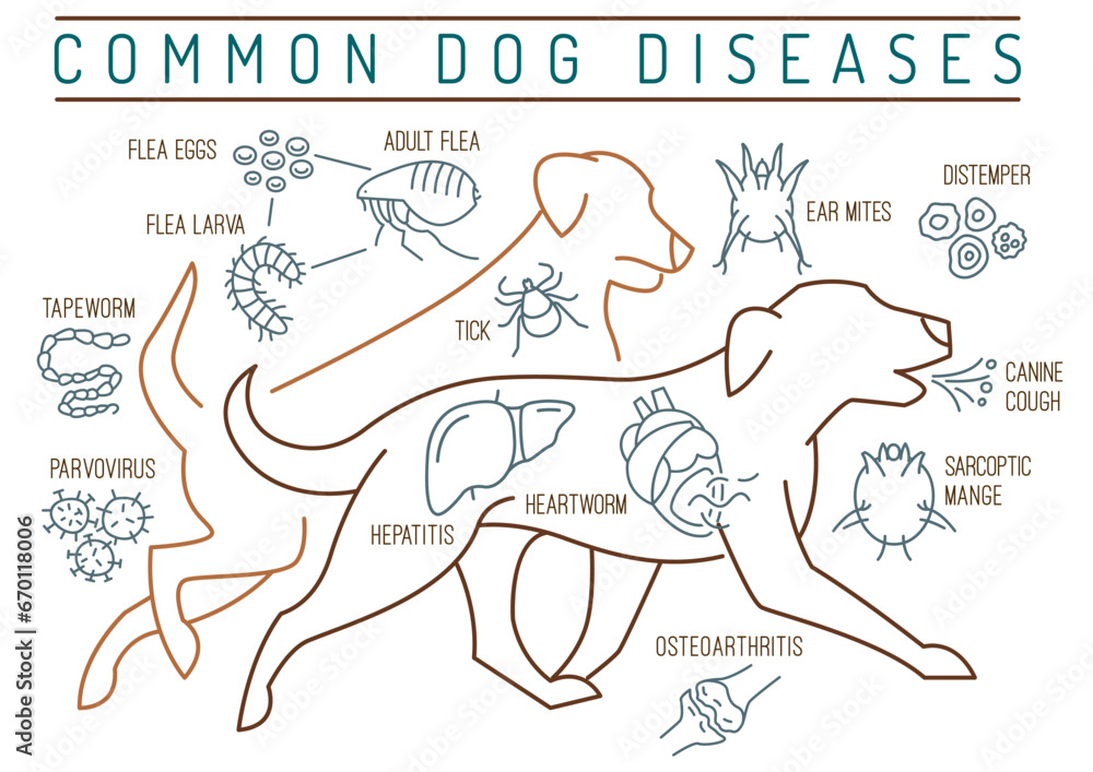 Common canine diseases. Informative infographics. Vector illustration