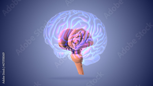 Brain stem or brainstem with medulla photo