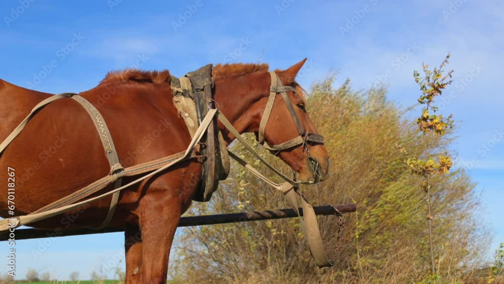 Cinnamon horse eats grass. A big horse in the field. A beautiful country horse Cinnamon horse eats grass. A big horse in the field. A beautiful country horse