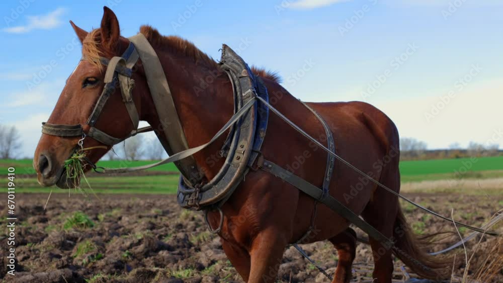 Tillage by horse. A farmer works on the land with a horse. A strong big horse. A light brown horse is working in the field, sowing wheat. Harrows loosen the soil. Countryside Tillage by horse. A farmer works on the land with a horse. A strong big horse. A light brown horse is working in the field, sowing wheat. Harrows loosen the soil. Countryside