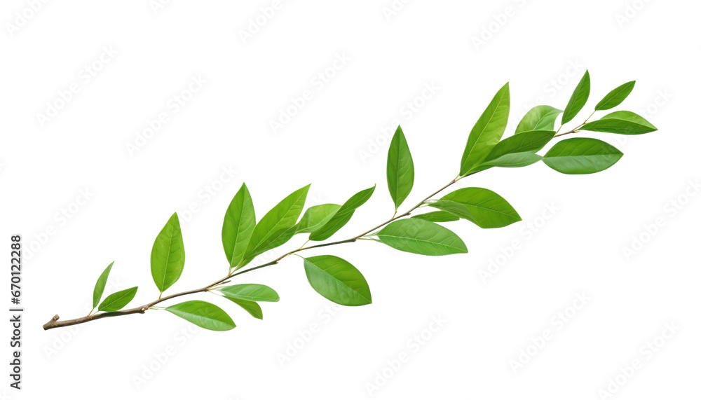 green leaves branch isolated on transparent background cutout