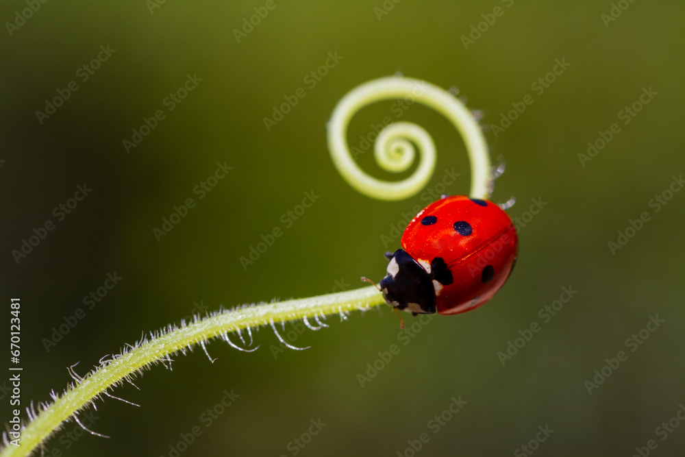 Seven-spotted ladybug - Coccinella septempunctata Seven-spotted ladybug - Coccinella septempunctata