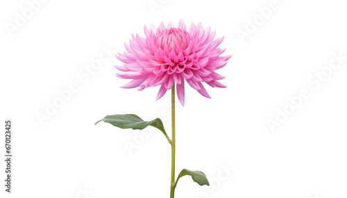 pink flower isolated on transparent background cutout