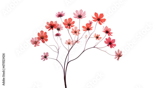 branch of red flower isolated on transparent background cutout