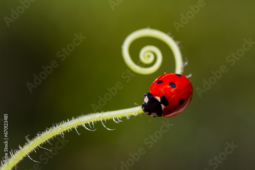 Seven-spotted ladybug - Coccinella septempunctata