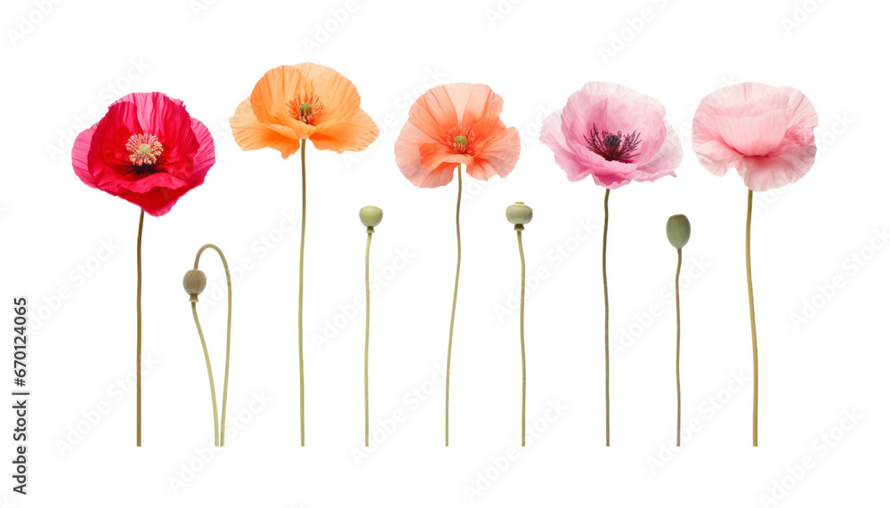poppy flowers isolated on transparent background cutout