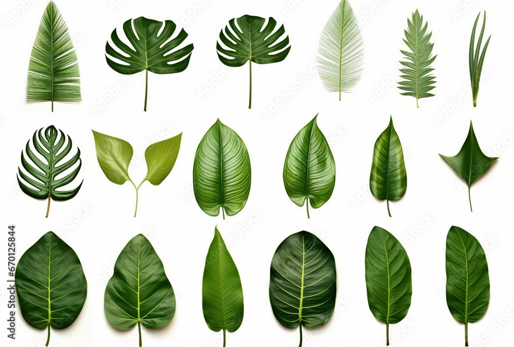 Green leaves against a crisp white background Green leaves against a crisp white background