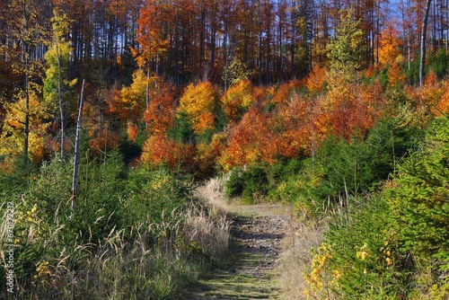 Fototapeta Naklejka Na Ścianę i Meble -  Hiking trail in Beskidy in autumn