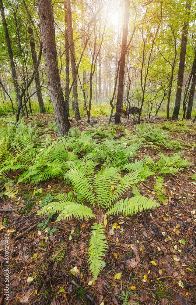 Fototapeta premium Photo of a forest in autumn.