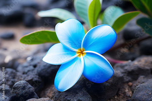 Blue Plumeria Flower or Frangipani photo