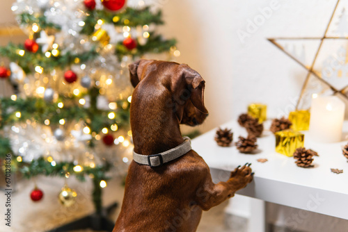 A duchshund dog watching the christmas ornaments over the table photo