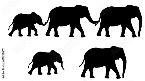 elefant photo