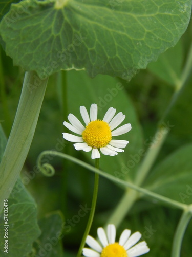 Field daisy on a thicket background in macro photography. Lovely flower on a warm day. Bright yellow accent on botanical nature photo.