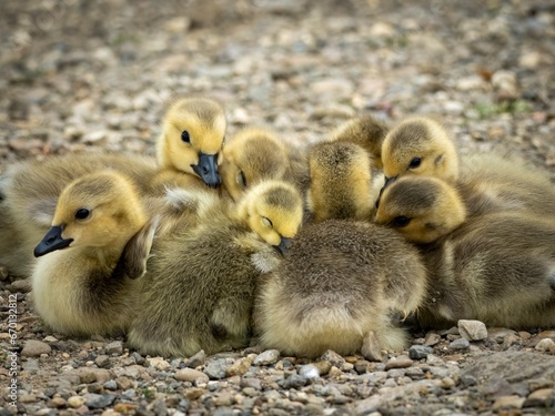 Maybe your ducks are in a row, but your goslings are in a really cute huddle!   Baby Canada geese on the side of a lake in Warwickshire, England © Content Angel