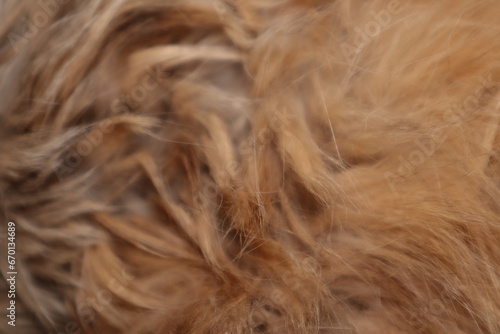 Beautiful soft soft cat fur background. Cat hair background. Red pet hair close up shot. 