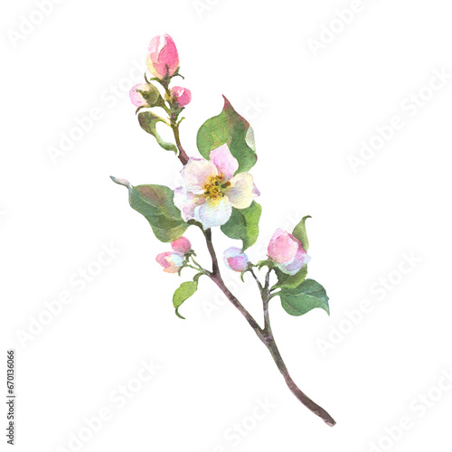 Watercolor apple tree branch and flowers  blooming tree on white background  isolated watercolor illustration. It s perfect for wedding cards and invitations  mothers day and valentines card.