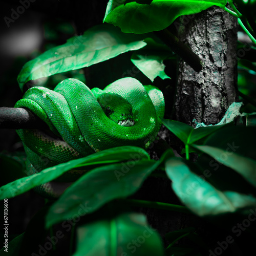 snake lies on a branch in the jungle