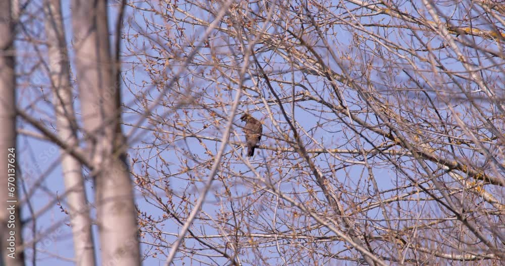Majestic Watcher: Hawk Perched in the Canopy Majestic Watcher: Hawk Perched in the Canopy